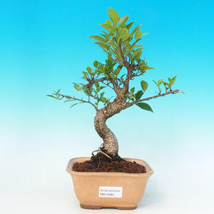Pokojová bonsai - malolistý fíkus PB216396
