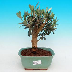 Pokojová bonsai - Oliva evropská PB215396