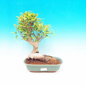 Pokojová bonsai - malolistý fíkus PB213396