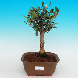 Pokojová bonsai - Oliva evropská PB215397
