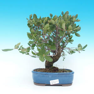 Venkovní bonsai - Quercus suber - Korkový dub