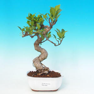 Pokojová bonsai - malolistý fíkus PB213397