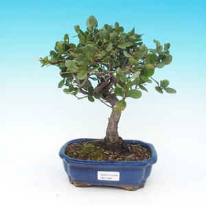 Venkovní bonsai - Quercus suber - Korkový dub