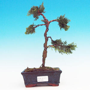 Pokojová bonsai - malolistý fíkus PB213398