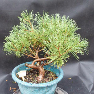 Borovice - Pinus sylvestris  NO-39