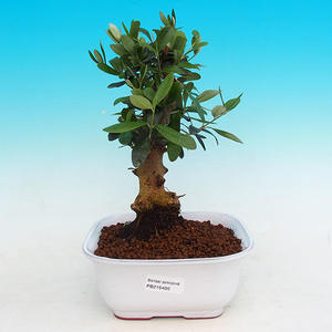 Pokojová bonsai - Oliva evropská PB215400