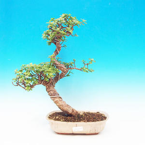 Pokojová bonsai - Portulakárie africká PB213400