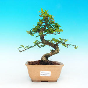 Pokojová bonsai - Carmona macrophylla PB216401