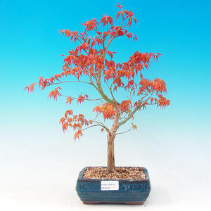 Venkovní bonsai -Javor dlanitolistý VB30402