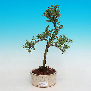 Pokojová bonsai Hvězdice lavandulová PB213402