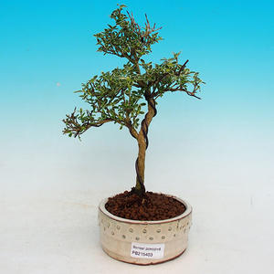 Pokojová bonsai - strom tisíce hvězd -PB215403