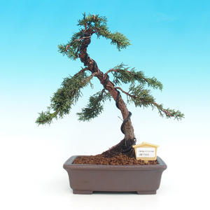 Pokojová bonsai- Pistácie