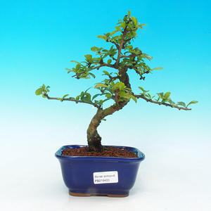 Pokojová bonsai Hvězdice lavandulová PB213403