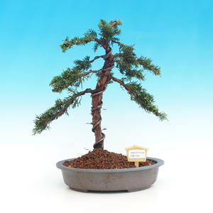 Pokojová bonsai Hvězdice lavandulová PB213404