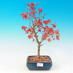 Venkovní bonsai -Javor dlanitolistý VB30404