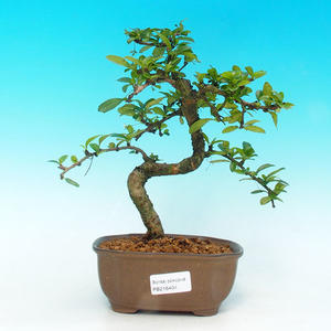 Pokojová bonsai - Carmona macrophylla PB216404
