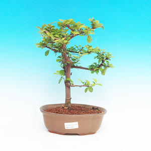Pokojová bonsai Hvězdice lavandulová PB213404