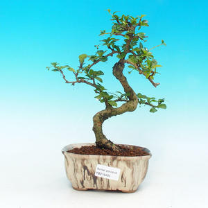 Venkovní bonsai -Javor dlanitolistý VB30405