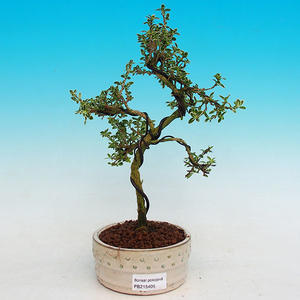 Pokojová bonsai - strom tisíce hvězd -PB215405