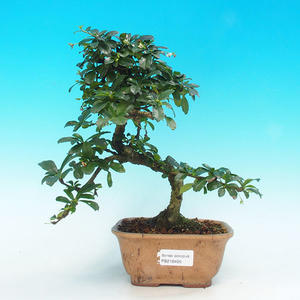 Pokojová bonsai - Carmona macrophylla PB216406