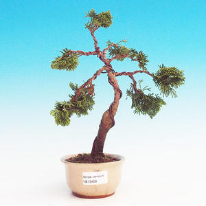 Pokojová bonsai Hvězdice lavandulová PB213406