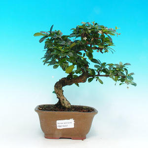 Venkovní bonsai -Javor DESHOJO VB30407