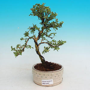 Pokojová bonsai Hvězdice lavandulová PB213407
