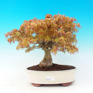 Venkovní bonsai -Javor dlanitolistý VB30428