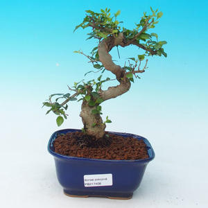 Pokojová bonsai - Carmona macrophylla PB216408