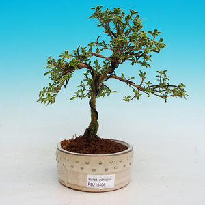 Pokojová bonsai - strom tisíce hvězd -PB215408