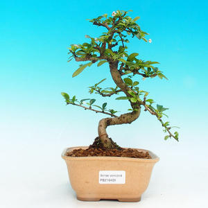 Venkovní bonsai -Azalka japonská VB30409