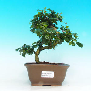 Pokojová bonsai - Carmona macrophylla PB216410
