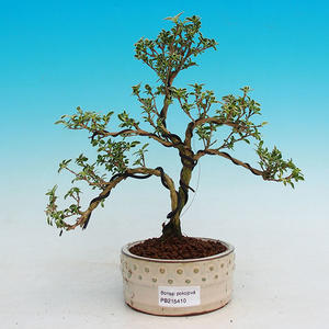Pokojová bonsai Hvězdice lavandulová PB213410