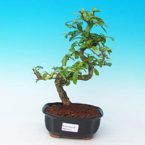 Pokojová bonsai - Carmona macrophylla PB216411