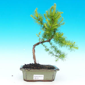 Venkovní bonsai -Modřín opadavý VB1411