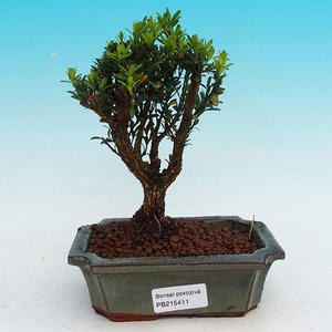 Pokojová bonsai Hvězdice lavandulová PB213411