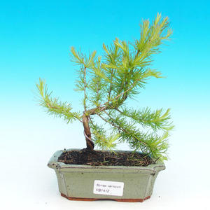 Venkovní bonsai -Modřín opadavý VB1412