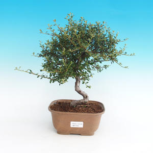 Venkovní  bonsai- skalník