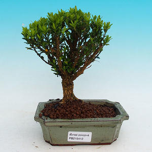Pokojová bonsai korkový buxus PB215412
