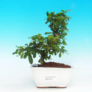 Pokojová bonsai - Carmona macrophylla PB2164113