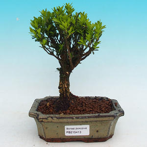 Pokojová bonsai Hvězdice lavandulová PB213413