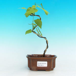 Pokojová bonsai - malokvětý ibišek PB216414