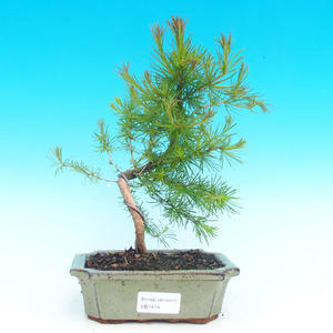 Venkovní bonsai -Modřín opadavý VB1414
