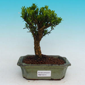 Pokojová bonsai korkový buxus PB215414