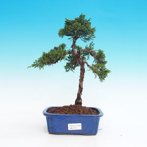 Pokojová bonsai - malokvětý ibišek PB216415
