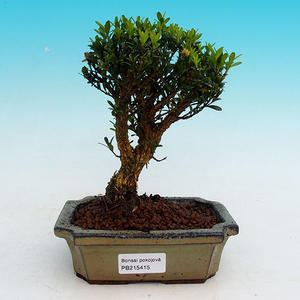 Pokojová bonsai Hvězdice lavandulová PB213415