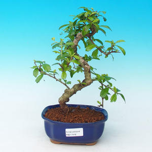 Venkovní bonsai - Jalovec čínský VB30416