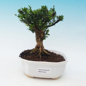 Pokojová bonsai - malokvětý ibišek PB216416