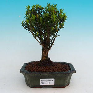 Pokojová bonsai korkový buxus PB215416