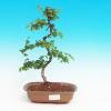 Pokojová bonsai Hvězdice lavandulová PB213416